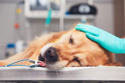 麻酔で眠る犬を撫でる獣医師の手