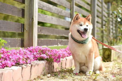 散歩中、花と並ぶ柴犬