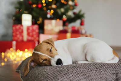 クリスマスと眠る子犬