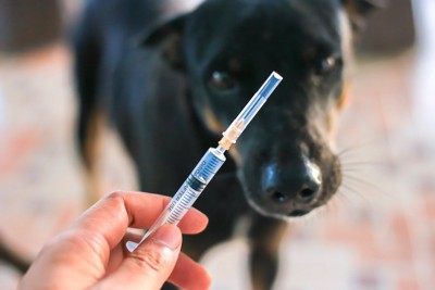 獣医師の持つ注射器を見つめる犬