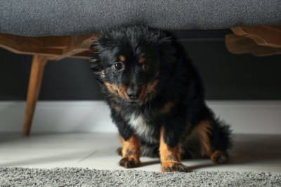 ソファーの下に隠れる子犬