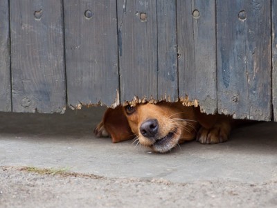 塀の下から覗く犬