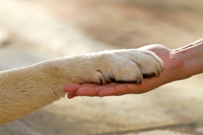 手を取り合う犬と人間