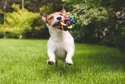 玩具で遊ぶ犬
