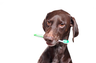 歯ブラシを咥えた犬