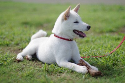 芝生にふせている白い柴犬 117621701