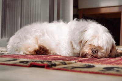 White dog sleeping on the carpet of home. Lhasa apso dog