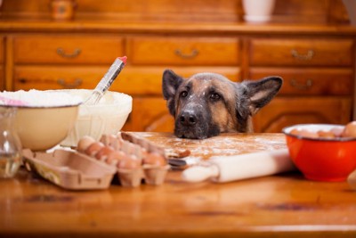 食べ物を覗き見る犬