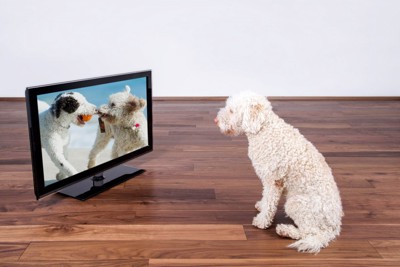 テレビに映る犬を観ている犬