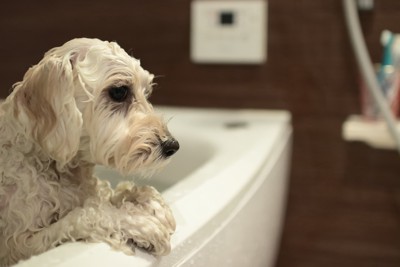 お風呂でくつろぐ犬