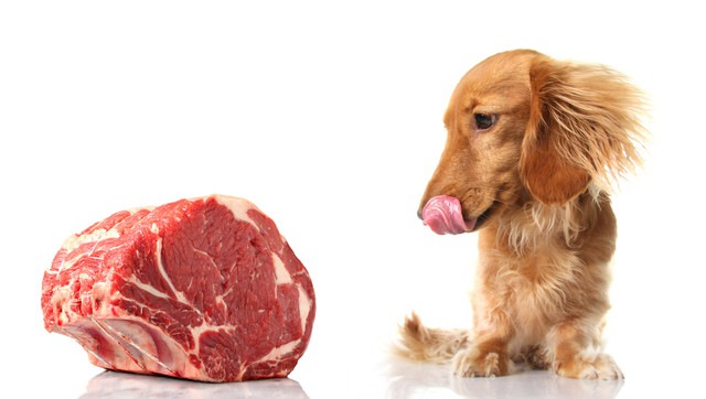 肉を見つめる犬