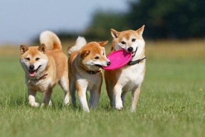 3匹で遊ぶ柴犬