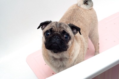 浴槽の中で不満そうな犬