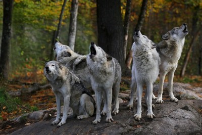 狼の群れ