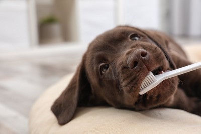 歯磨きするレトリバーの子犬