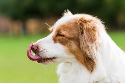 自分の鼻を舐める犬の横顔