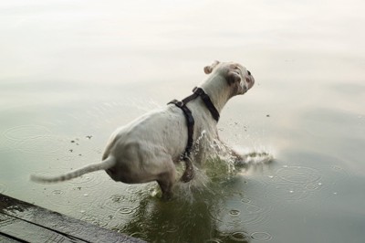 水に落ちる犬