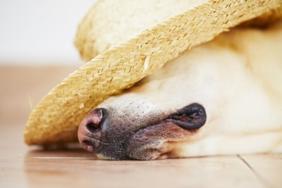 dog with straw hat