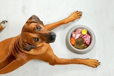 食材と犬