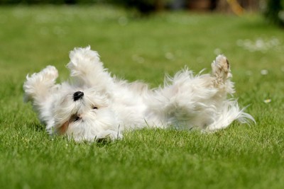 草の上で仰向けに寝そべる犬