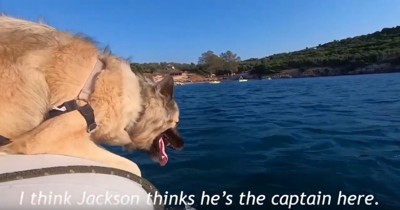 船上の犬
