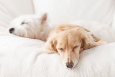 ソファの上でのんびり眠る犬たち