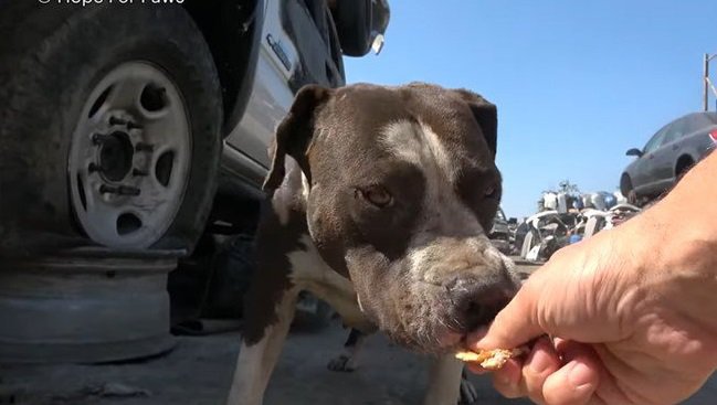 手から直接食べ物を受け取る犬