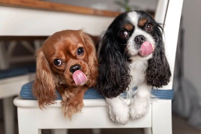 舌を出す2匹の犬