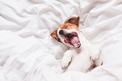 ベッドであくびをする犬