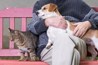 ベンチに座る犬と猫と男性