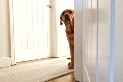 ドアからのぞいている犬