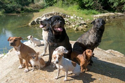 色々な犬種のグループ