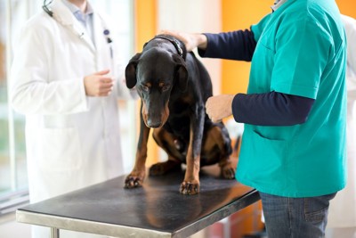 病院で獣医師の診察を受ける犬