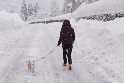 雪道を歩く犬と人の後ろ姿