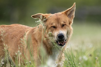 花粉でくしゃみをする犬