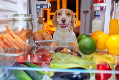 冷蔵庫を見る犬