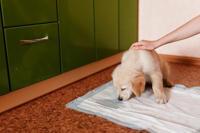 子犬のトイレトレーニング