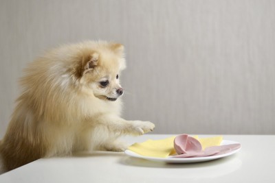 テーブルの上の食べ物に手を伸ばす犬