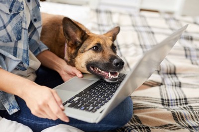 パソコンにアゴをのせる犬