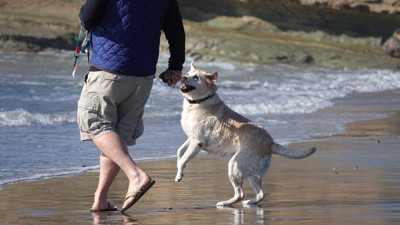海辺で飼い主さんにじゃれる犬