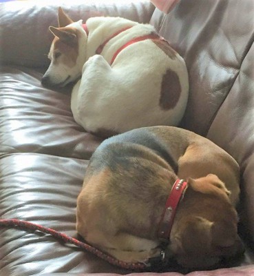 ソファの上で2匹で寝ている犬達