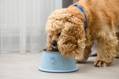 食器からご飯を食べる犬