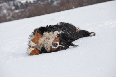 雪上を転げまわる犬