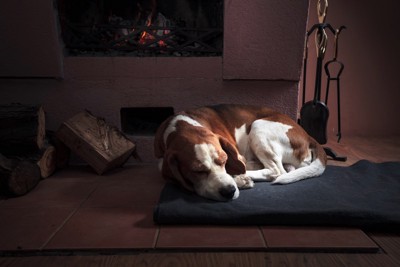暖炉の前で眠る犬
