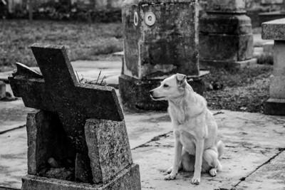墓前の犬