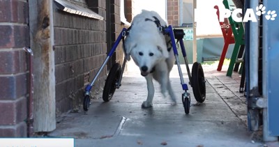 青い犬用の車椅子