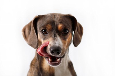 舌を出している犬