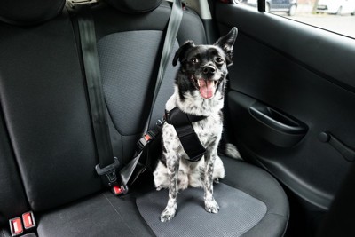 車に座る犬