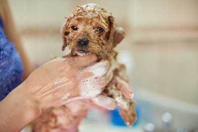 体を洗われている子犬