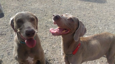 迎えに行った日のミッキー（左）と同居犬アンジー（右）